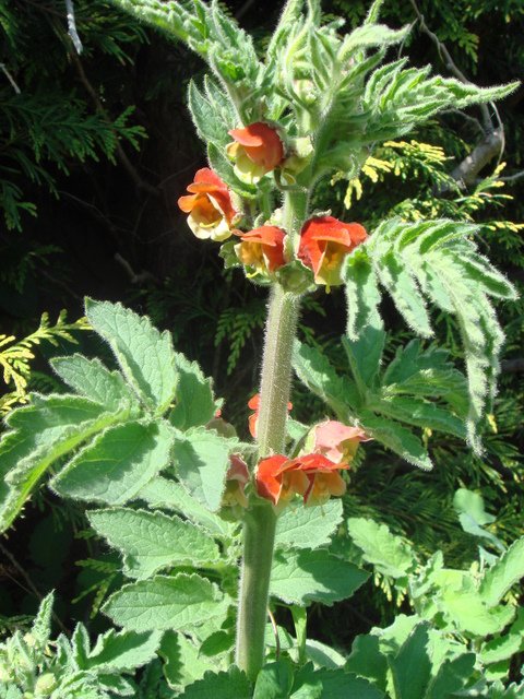 Scrophularia grandiflora